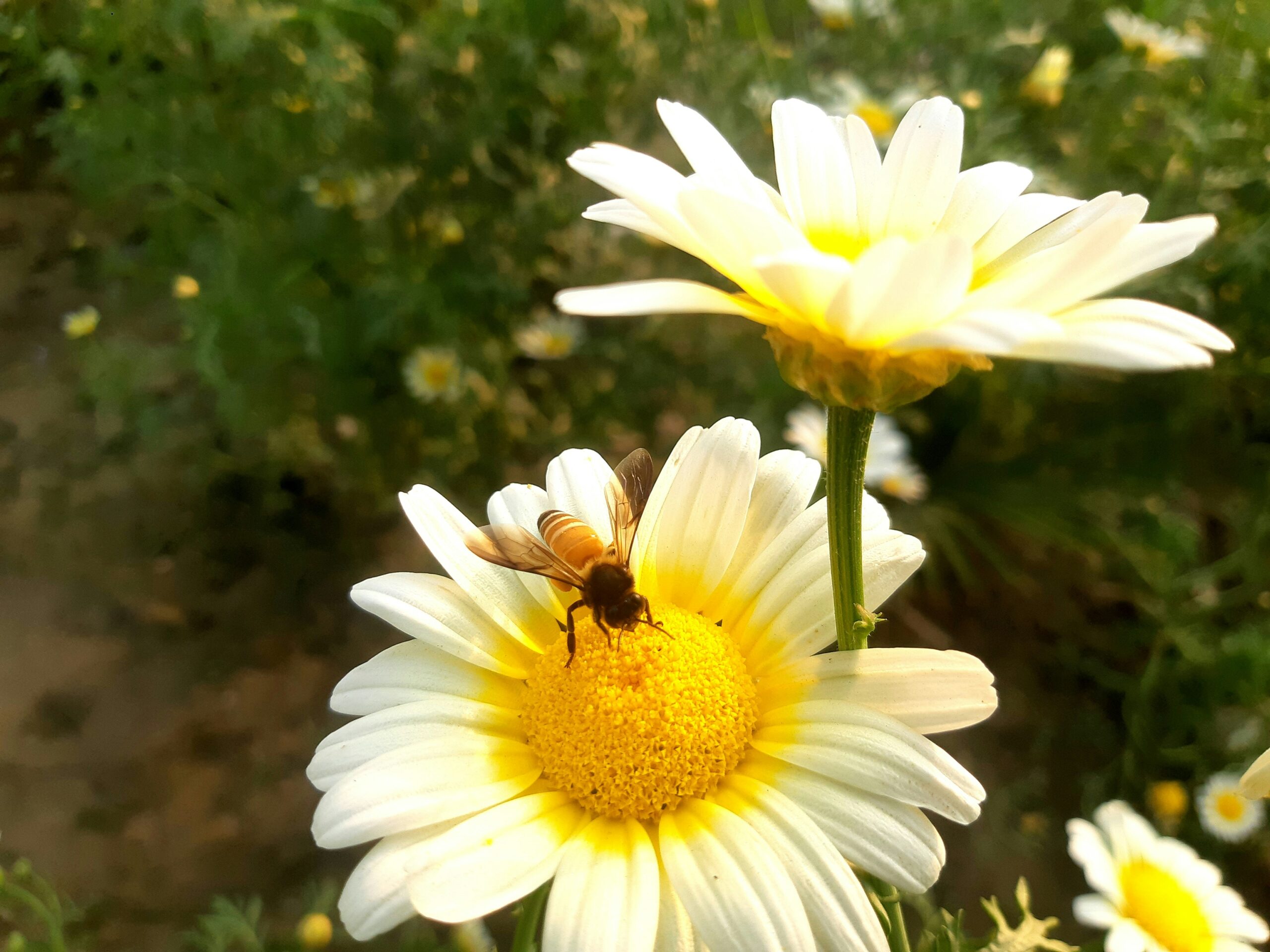 a bee sitting on top of a white flower